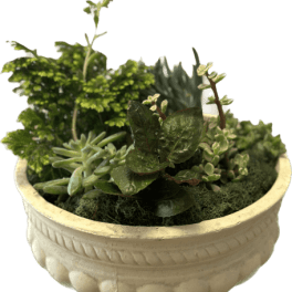Succulent Symphony of Greens