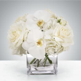 Linen by BloomNation™