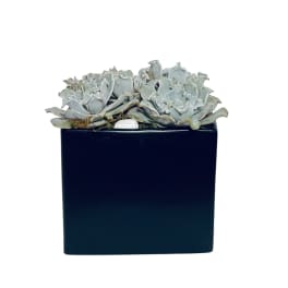 Succulent arrangement in a black square planter
