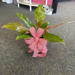 6" Prince of Orange -- Green Plant