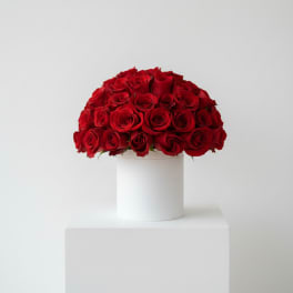 The Classic Rose