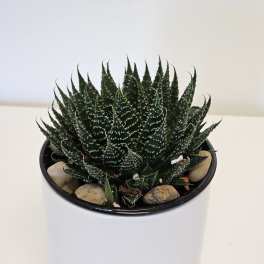 Lace aloe