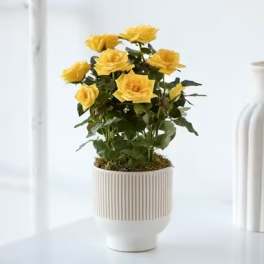 Mini Rose Plant - White/Yellow/Pink/Red/Orange
