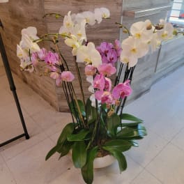 Orchids plants