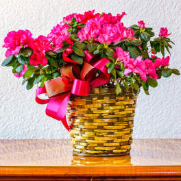 Azalea Plant