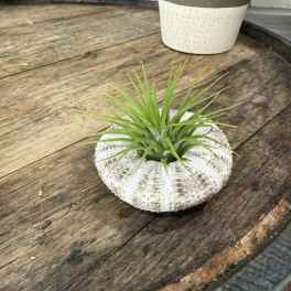Floating Green Beauty