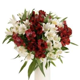 Alstroemeria