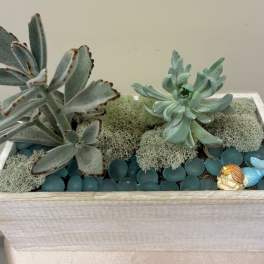 Under The Sea Succulent Garden