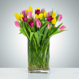 Two Dozen Tulip Mania
