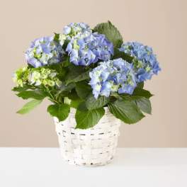 Beyond Blue Hydrangea