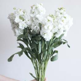 Bouquet of white flowers with long green stems