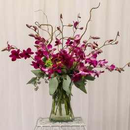 Orchid Paradise