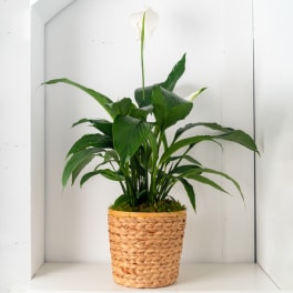 Green Plant