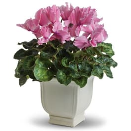 Pink cyclamen in a white ceramic pot
