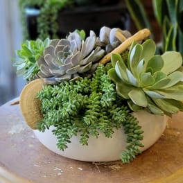Succulent arrangement in a white bowl with trailing green plants