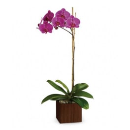 Potted orchid with magenta blooms in a square wooden planter