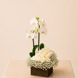 White orchids and cream roses in a square wooden box