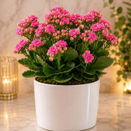 Kalanchoe