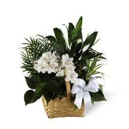 The FTD Peace & Serenity Dishgarden