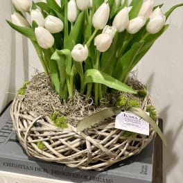Tulips in Bloom