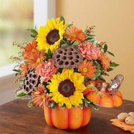 Pumpkin Patch