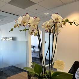 White orchids with purple-edged petals in a white planter on a desk