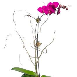 Pink orchid arrangement in a glass vase with moss and curved branches