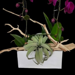 Orchid garden
