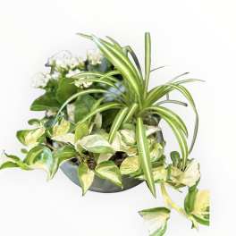 Potted arrangement of variegated houseplants with small white flowers