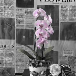 Pink orchid plant in a white pot with a striped ribbon
