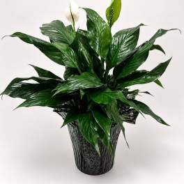 Peace Lily - 6 Inch