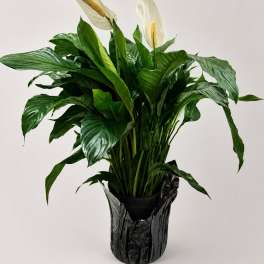 Peace Lily - 8 Inch
