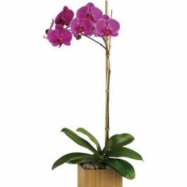 Pink orchid plant in a wooden square planter