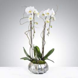 White orchids in a silver decorative pot with moss