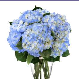Blue Hydrangeas