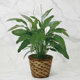 Potted peace lily plant with white blooms in a woven basket