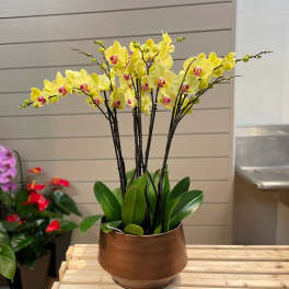 Yellow orchid arrangement in a bronze pot