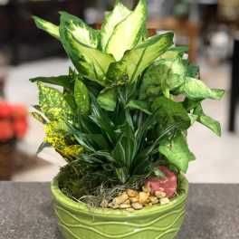 Potted green foliage arrangement in a lime ceramic bowl