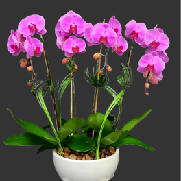 Pink orchids in a white bowl planter with pebbles