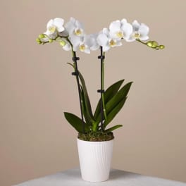 Single Stem Orchid Planter