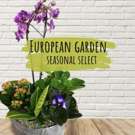 Potted orchid and mixed plants in a metal container