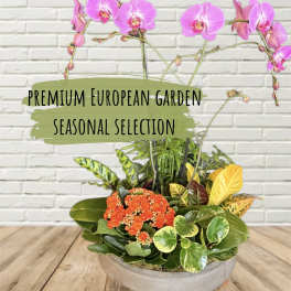 Potted orchid and mixed foliage arrangement with orange blooms
