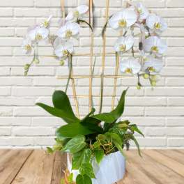 White orchids in a white pot with a bamboo trellis