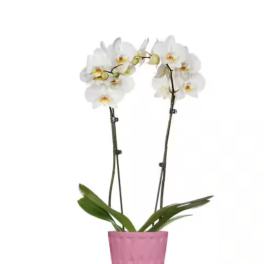 Orchid plants