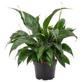Peace Lily Planter