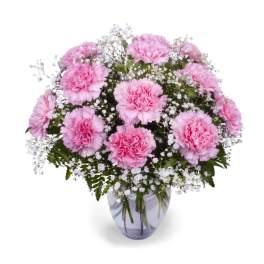 Carnations with Care