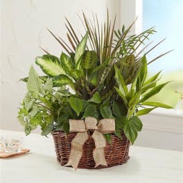 Basket of assorted green houseplants with a burlap bow