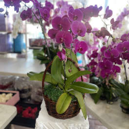 Pink orchid arrangement in a wicker basket