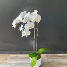 White orchid plant in a white pot with broad green leaves