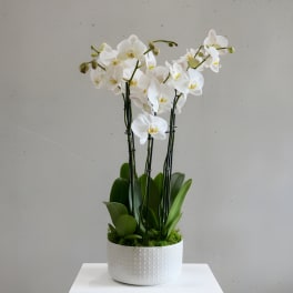 Lux Orchid Plants